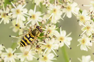 European Hoverfly Drucke: Marco image of an insect