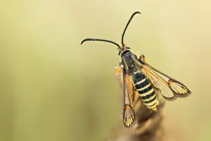 Bilder Datiert 7. August 2019: Marco ist ein Insektenbild.
