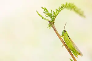 German Fauna Images Drucke: Marco image of an insect