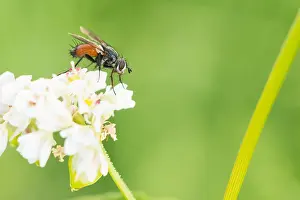 Outdoor Wildlife Photography Drucke: Marco image of an insect