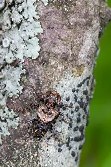 European Insect Species Drucke: Marco image of an insect