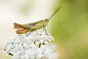 European Grasshopper Species Drucke: Marco image of an insect