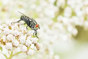German Fauna Photos Drucke: Marco image of an insect