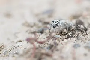 Bilder Datiert 28. August 2015: Marco ist ein Insektenbild.