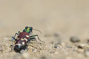 Wildlife Photography Outdoor Drucke: Marco image of an insect