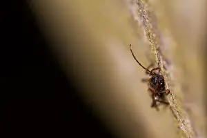 European Insect Species Drucke: Marco image of an insect