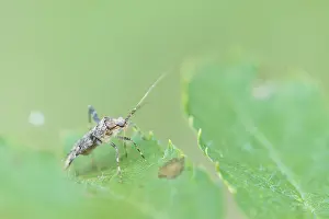 Bilder Datiert 5. August 2019: Marco ist ein Insekt.