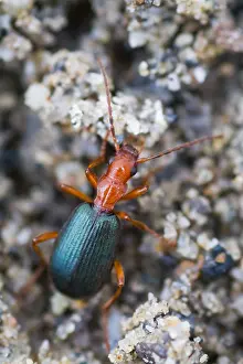 European Insect Species Drucke: Marco image of an insect