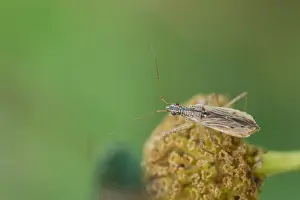 Outdoor Insect Photography Drucke: Marco image of an insect
