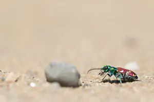 Bilder Datiert 29. Mai 2017: Marco ist ein Insektbild.