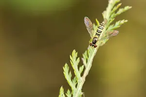 Outdoor Nature Photography Tips Drucke: Marco image of an insect