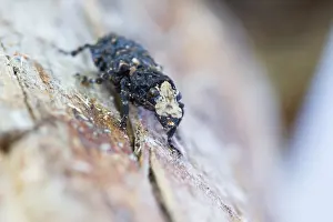 European Insect Species Drucke: Marco image of an insect