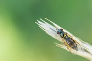 European Hoverfly Drucke: Marco image of an insect