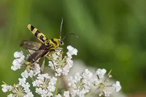 European Insect Species Drucke: Marco image of an insect