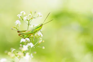 European Grasshopper Species Drucke: Marco image of an insect