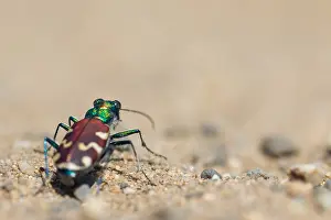 Bilder Datiert 29. Mai 2017: Marco ist ein Insekt.