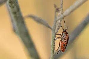 European Insect Species Drucke: Marco image of an insect