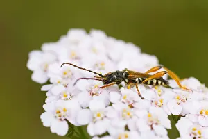European Insect Species Drucke: Marco image of an insect