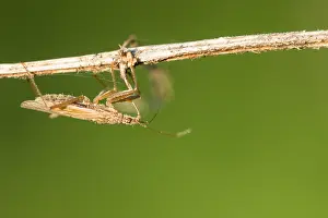 European Insect Species Drucke: Marco image of an insect