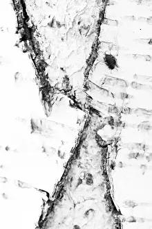 Insect Metamorphosis Process Drucke: Marco image of an insect