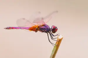 European Dragonfly Species Drucke: Marco image of an insect