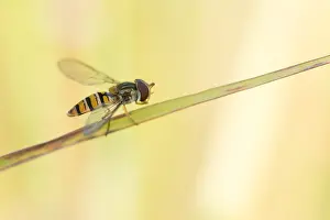 European Insect Species Drucke: Marco image of an insect