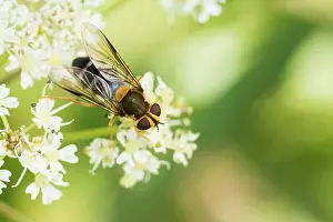European Insect Species Drucke: Marco image of an insect