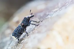 European Insect Species Drucke: Marco image of an insect