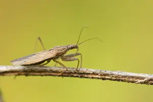 European Insect Species Drucke: Marco image of an insect