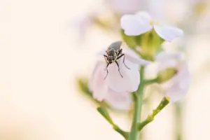 European Insect Species Drucke: Marco image of an insect