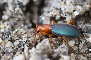 European Insect Species Drucke: Marco image of an insect
