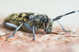 European Insect Species Drucke: Marco image of an insect