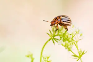 European Insect Species Drucke: Marco image of an insect