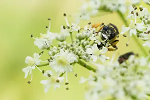 Bilder Datiert 1. August 2019: Marco ist ein Bild eines Insekts.