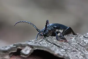 August Drucke: Marco-Bild eines Insekts.