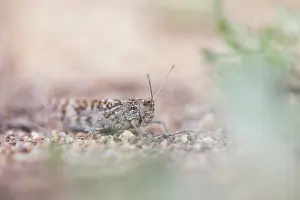 Asia Nature Photography Drucke: Marco image of an insect