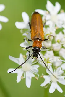 European Insect Species Drucke: Marco image of an insect