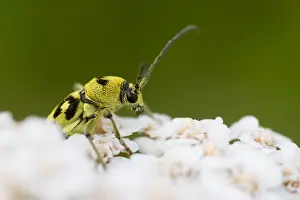 European Insect Species Drucke: Marco image of an insect