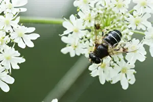 European Hoverfly Drucke: Marco image of an insect