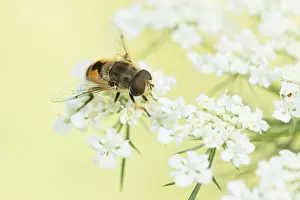 European Insect Species Drucke: Marco image of an insect