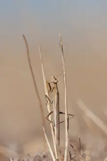 European Insect Species Drucke: Marco image of an insect