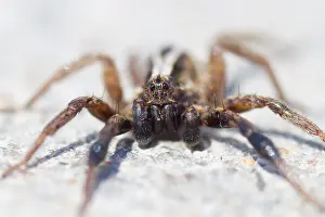Wildlife Photography Germany Nature Drucke: Marco image of an insect