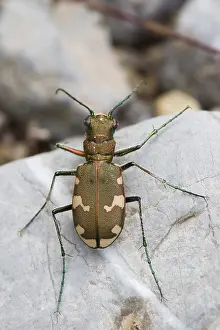 European Insect Species Drucke: Marco image of an insect