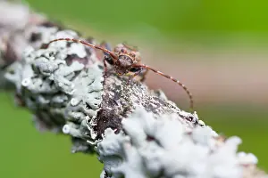 European Insect Species Drucke: Marco image of an insect