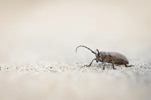 Bilder Datiert 19. Juni 2019: Marco ist ein Insektens Bild.