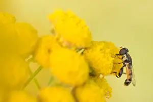 European Hoverfly Species Drucke: Marco image of an insect