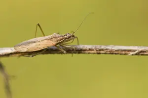 European Insect Species Drucke: Marco image of an insect