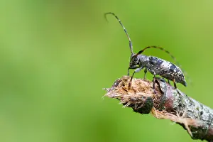 European Insect Species Drucke: Marco image of an insect