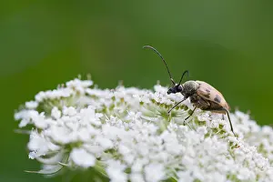 European Insect Species Drucke: Marco image of an insect