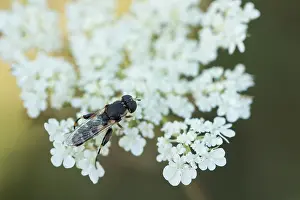 European Hoverfly Species Drucke: Marco image of an insect